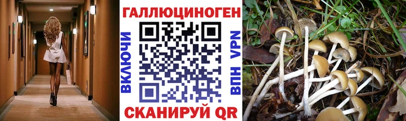 Галлюциногенные грибы Psilocybine cubensis  как найти   Энем 